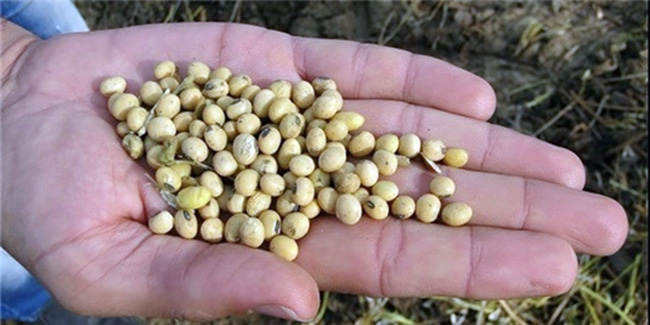 Soybean Harvest Set to Exceed  6,000 Metric Tons